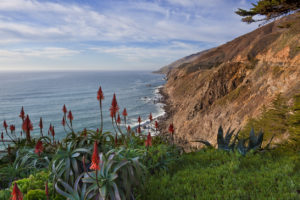 Aloe and ice plant on the cliffs above California's central coast near Big Sur.