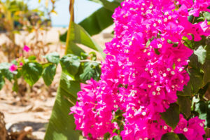 Branch of pink bougainvillaea in tropical garden in Tenerife