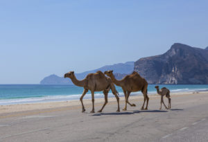 Camels in Oman on the Beach