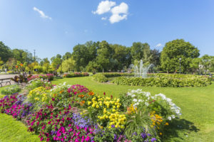 Flowering flowerbeds and a fountain in a public garden