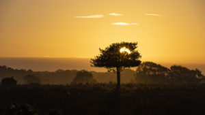 New Forest Looking Amazing