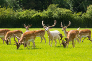 New Forest wild deer red and white near Lyndhurst