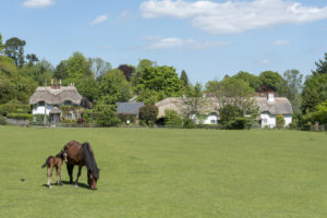Pony and Foal at Swan Green, Emery Down, New Forest