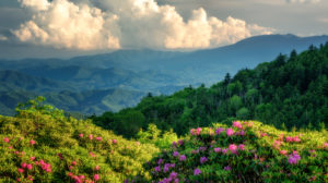 Roan Mountain Carvers Gap with Rhododendron blooming