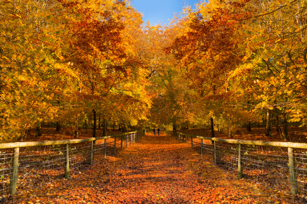 The route through orange and golden trees in the New Forest 