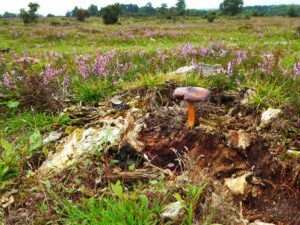 Shrubland and woodland, in New Forest, Lyndhurst