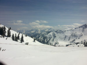 Snowscape Alta Utah. Douglas firs stand crisply against the soft powder.