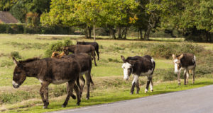 Donkeys on the move and walking down the road in National Park New Forest.