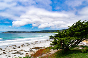 Cypress Tree on Carmel Beach