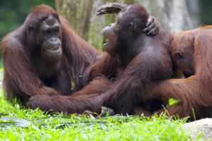 Adult Orangutans in the jungle in Borneo, Malaysia
