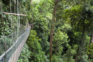 Suspended bridge of the canopy walks at the deep forest of Pahang
