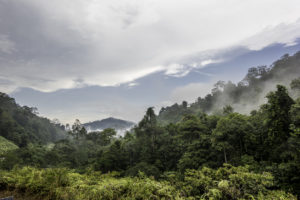 Rainforest in Taman Negara National Park, Malaysia