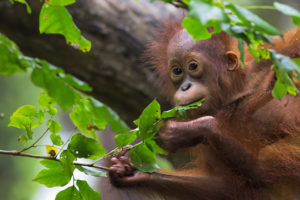 Orangutan in the jungle of Borneo, Malaysia