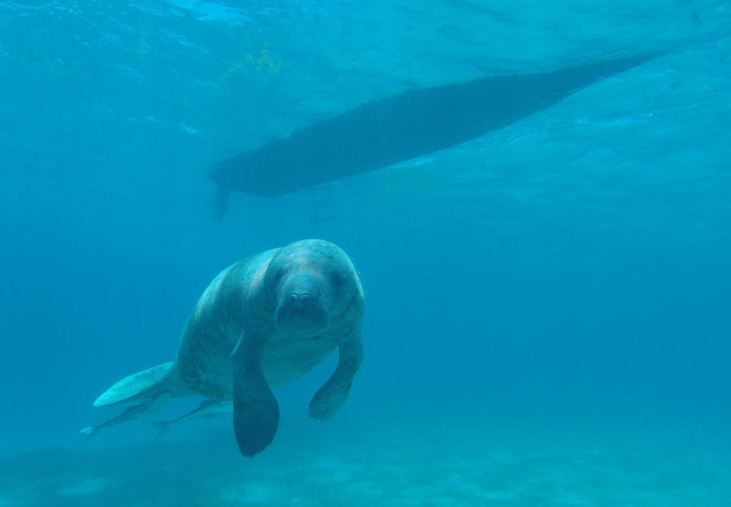 Antillean manatee in front of a boat in Belize