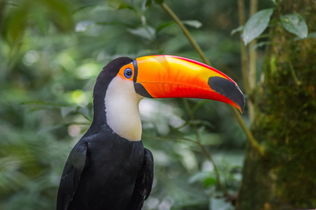 Close up picture of Toucano-toco eye on the branch