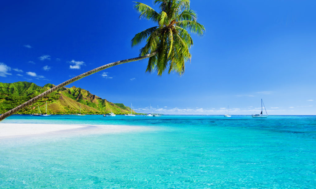 Palm tree hanging over lagoon with jetty