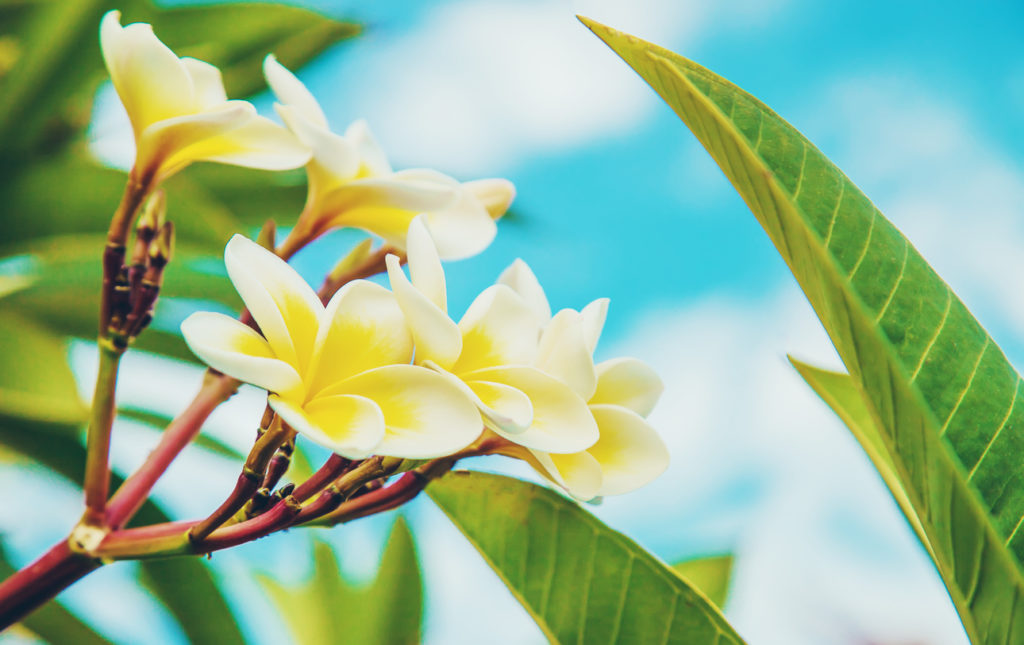 Plumeria flowers blooming against the sky