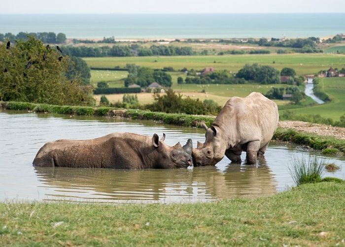 Port Lympne Hotel and Reserve Rhino