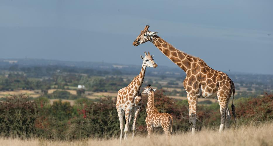 Port Lympne Hotel and Reserve giraffe