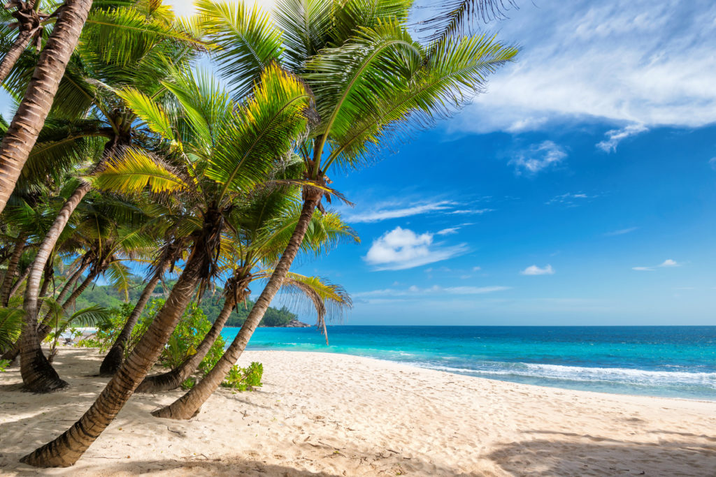 Jamaica sandy beach and coconut palm trees