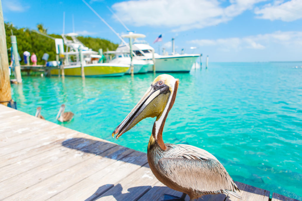 Big brown pelicans in Islamorada, Florida Keys