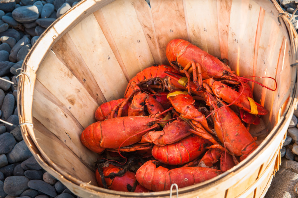 Close up of a basket of cooked lobsters on a beach