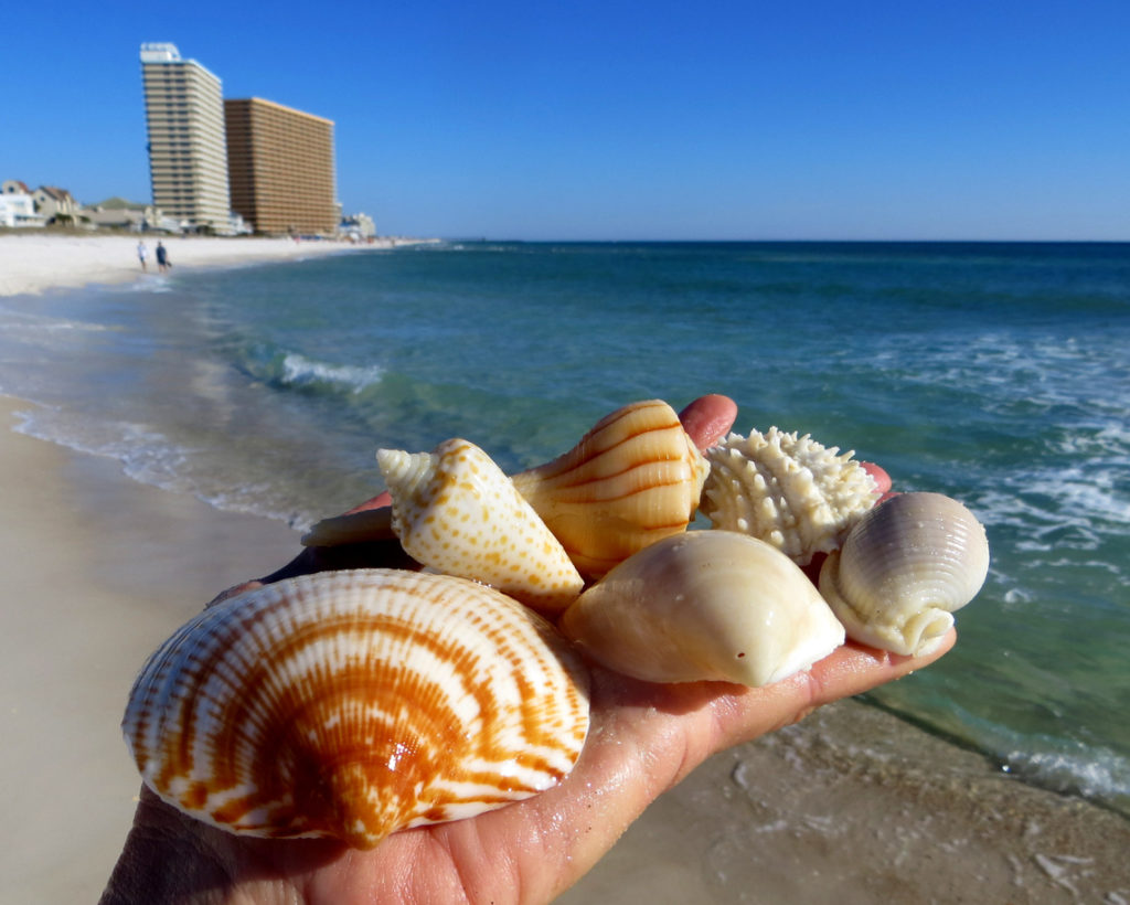 Collecting Shells on the Panama Beach, Florida