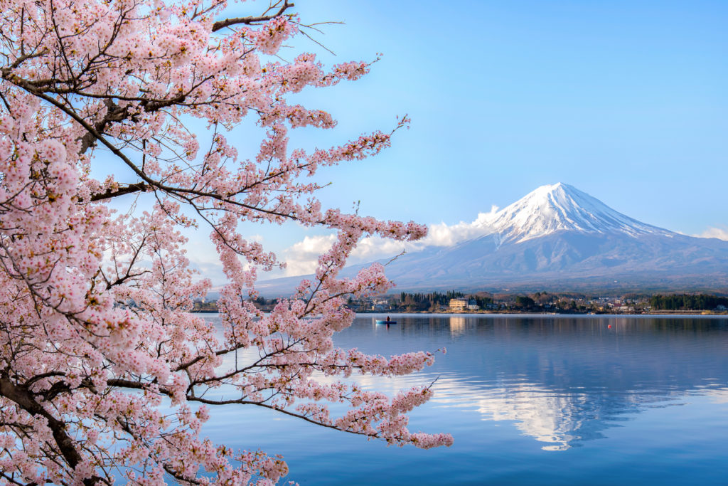 Mount fuji at Lake kawaguchiko with cherry blossom in Yamanashi near Tokyo, Japan