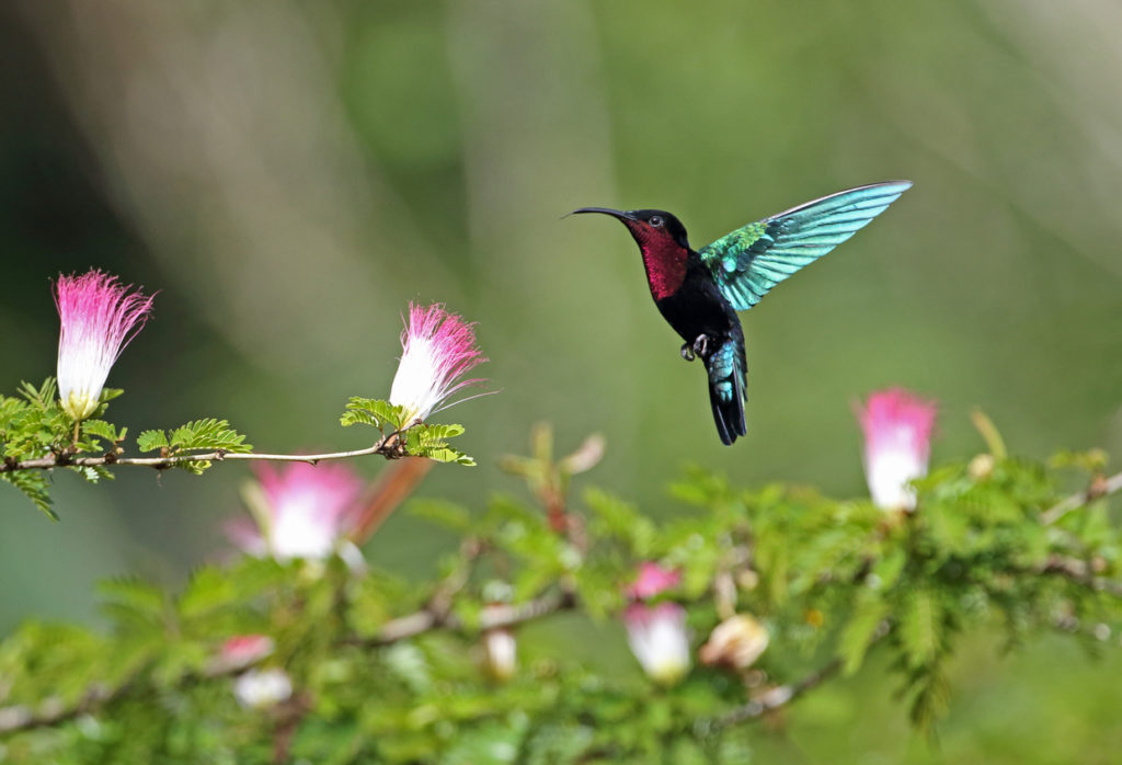 Purple-throated Carib (Eulampis jugularis) adult hovering at flower"n"nFond Doux plantation, St Lucia