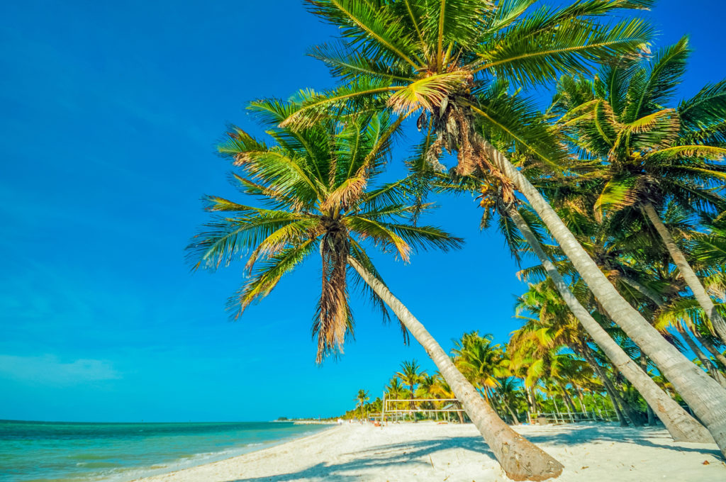 Tropical Beach with Palms. Beautiful Beach, Palms and the Ocean Scenery. Tropical Destination Theme.