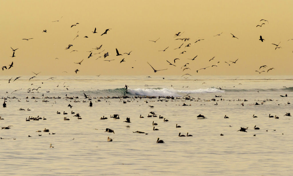 Dawn Patrol San Clemente