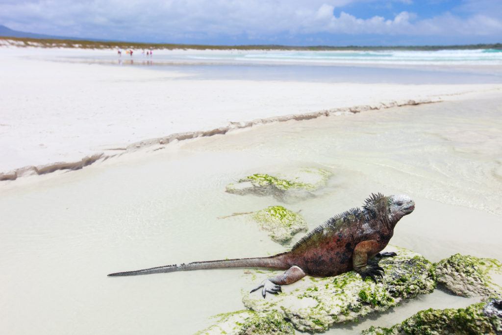 Galapagos island of Santa Cruz