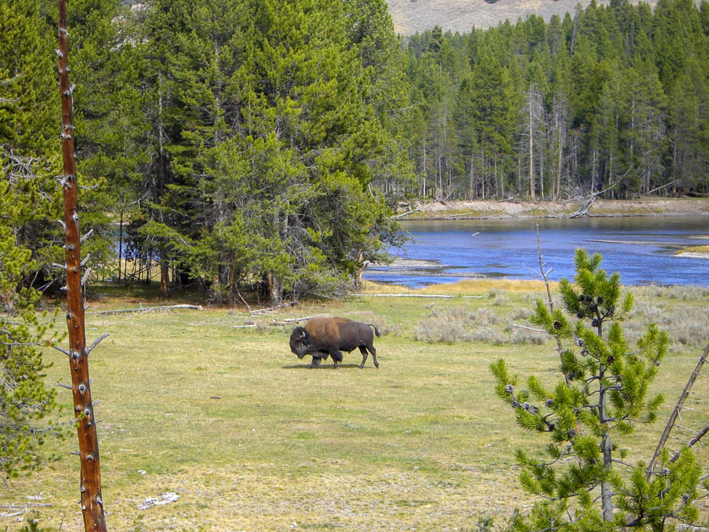 Bison in Montana