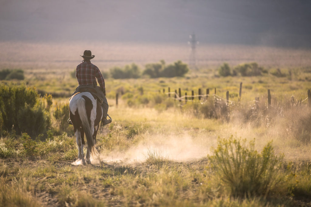 Cowboy riding a horse