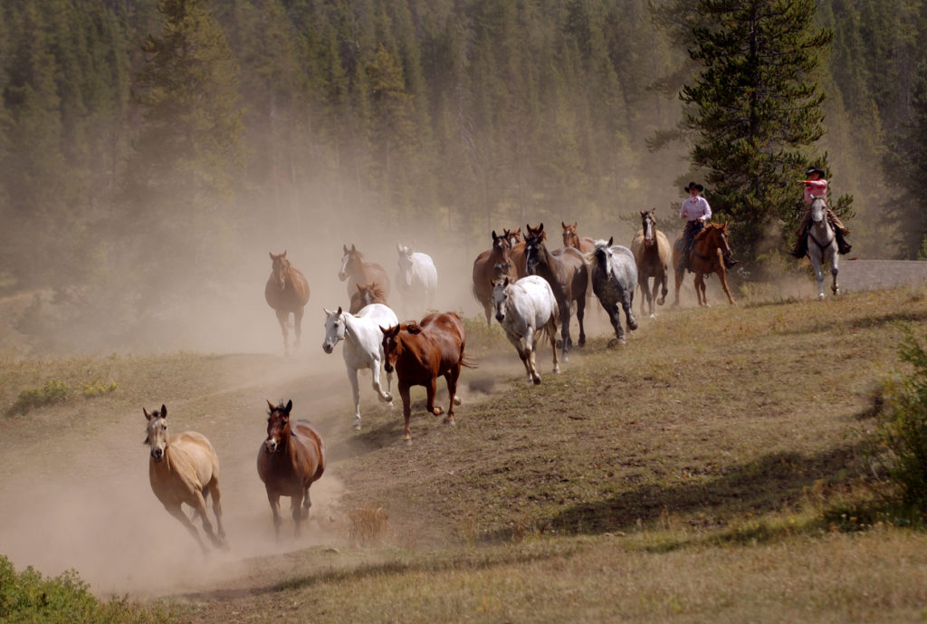Ranching Vacations in Montana
