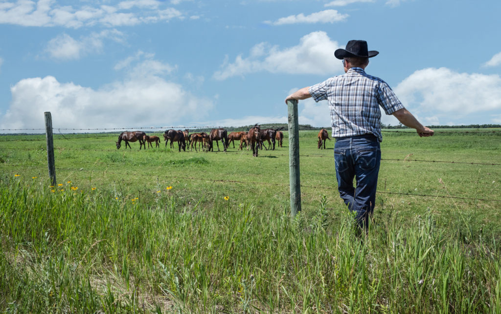 Cowboy leaning against fence post gazing at horses in summer