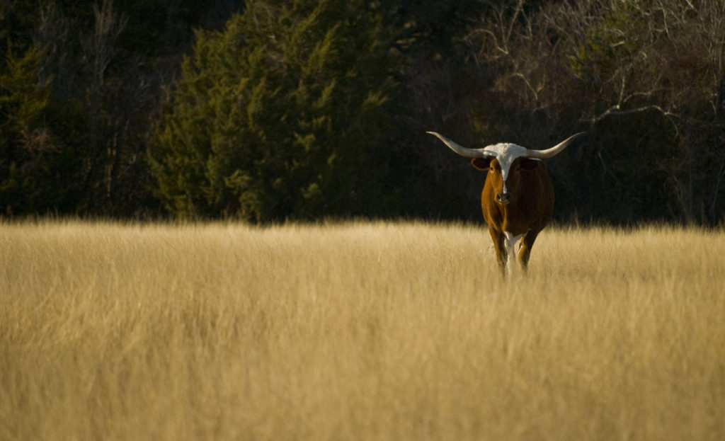 Texas Longhorn