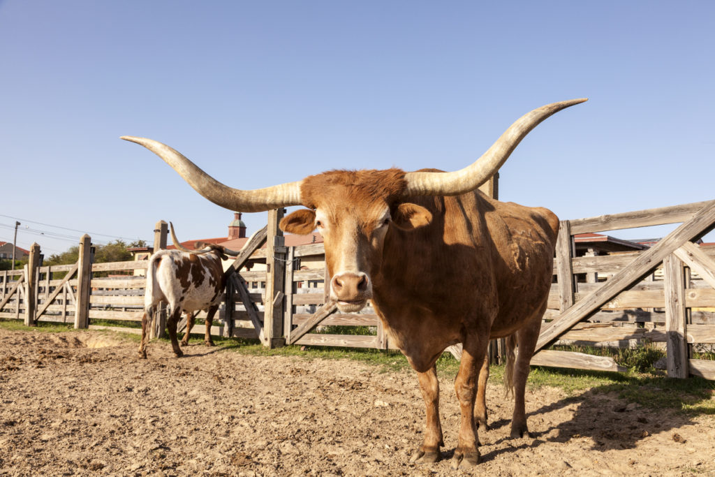 Texas Longhorn Cattle