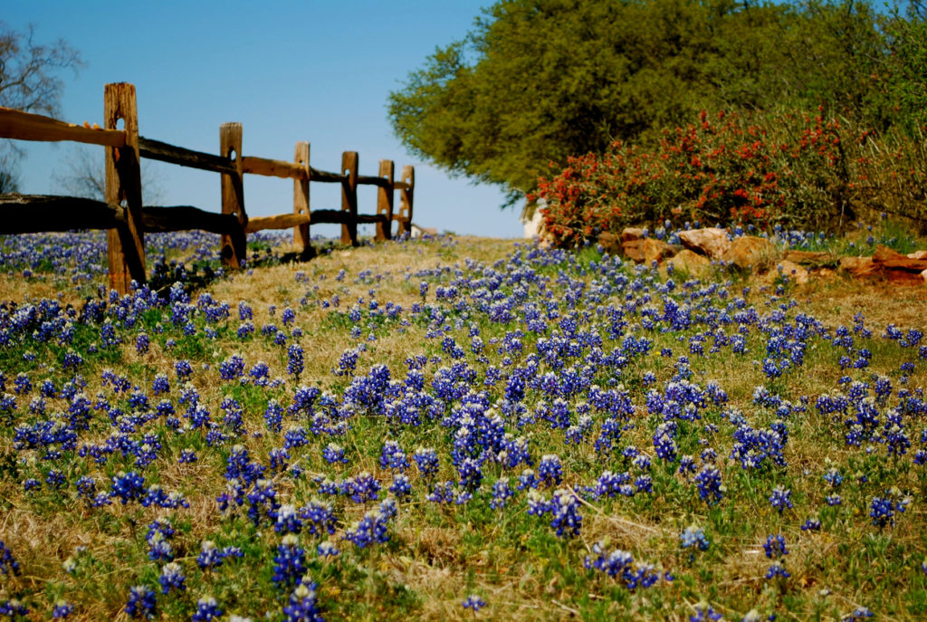 Texas Ranching Vacations