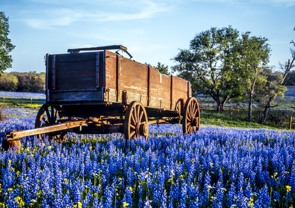 Wagon in field of bluebonnets in the Texas hill country