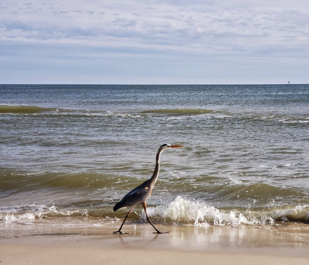 Heron on the beach at Gulf Shores