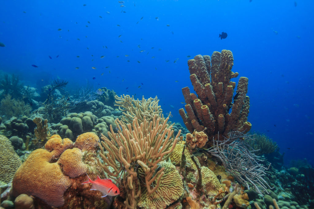 Caribbean coral reef off the coast of the island of bonaire