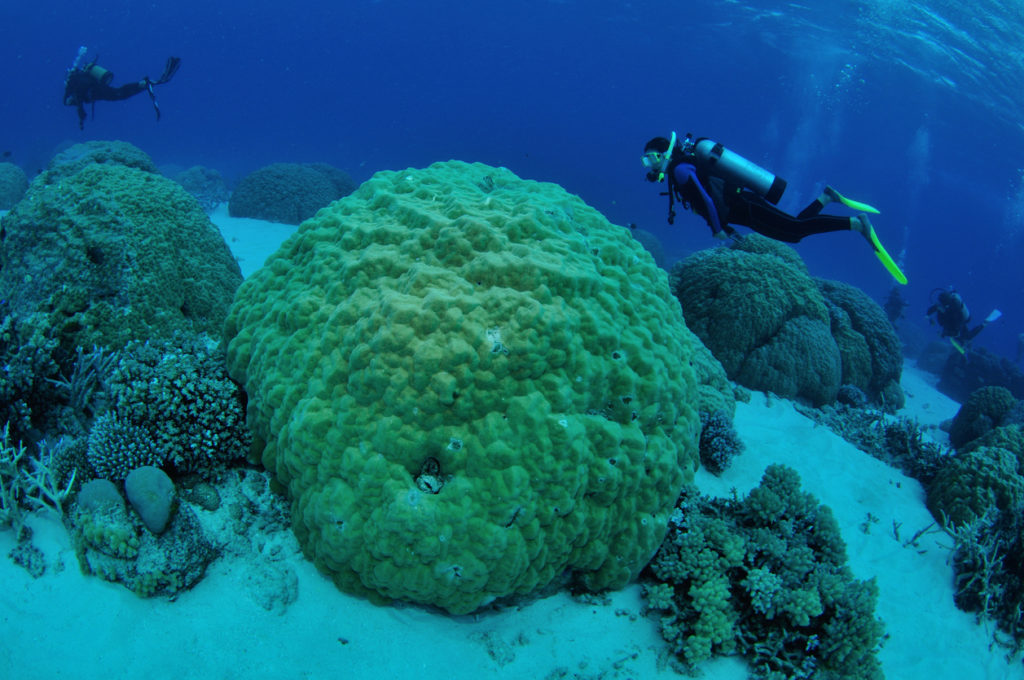 Diver exporing coral gardens, Agincourt Reefs, Port Douglas, Great Barrier Reef, Australia