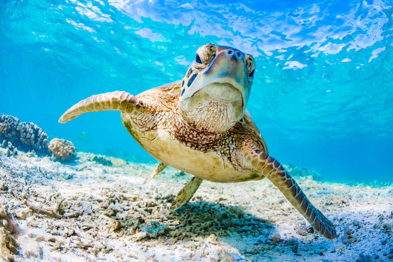 Green Turtle Swimming on the Great Barrier Reef, Queensland, Australia