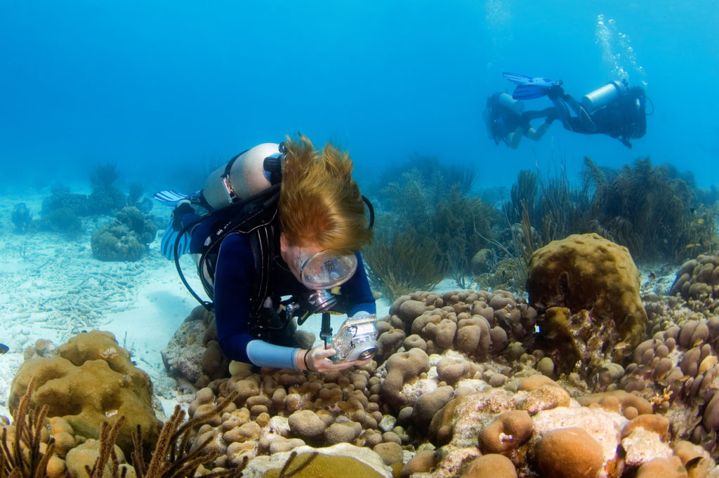 Scuba Diver Photographing the Reef in Bonaire