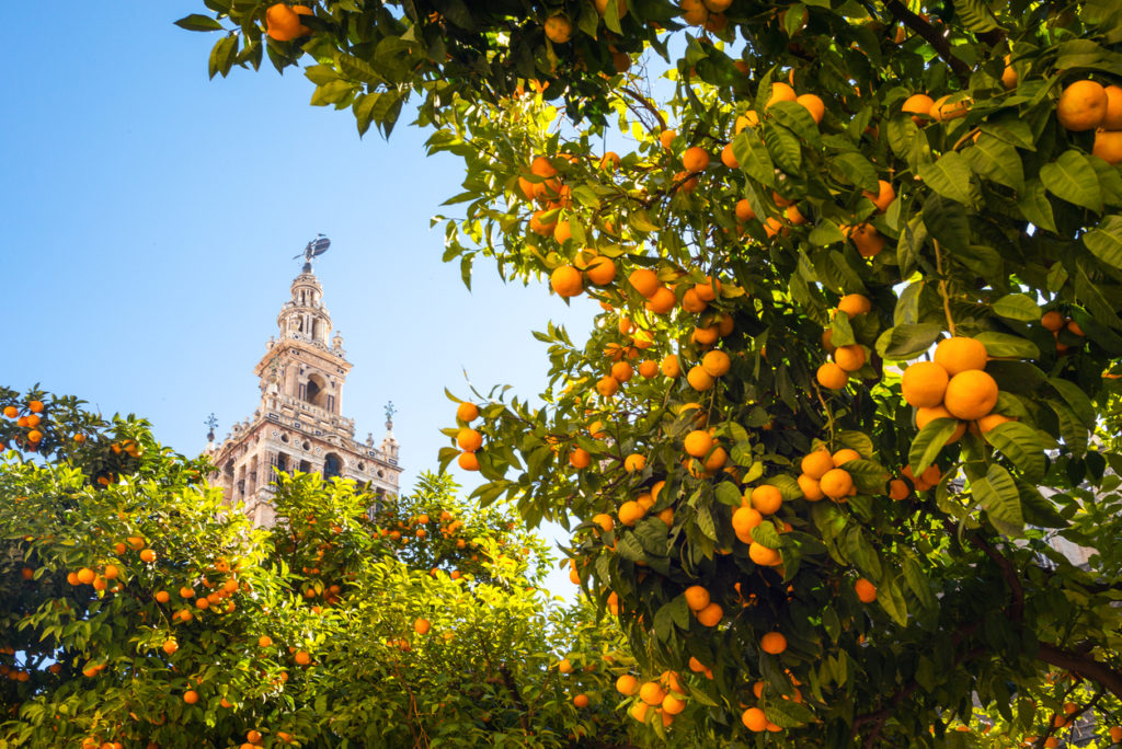 Seville, the Cathedral bell tower seen from the garden courtyard