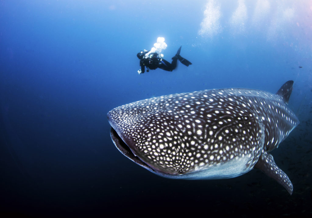 Whale shark with SCUBA diver from Darwin Island in the Galapagos Islands, Ecuador