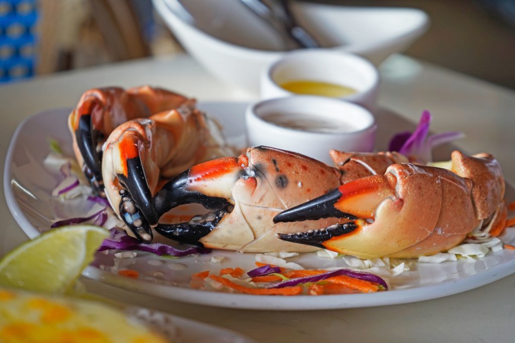 Florida Stone crab