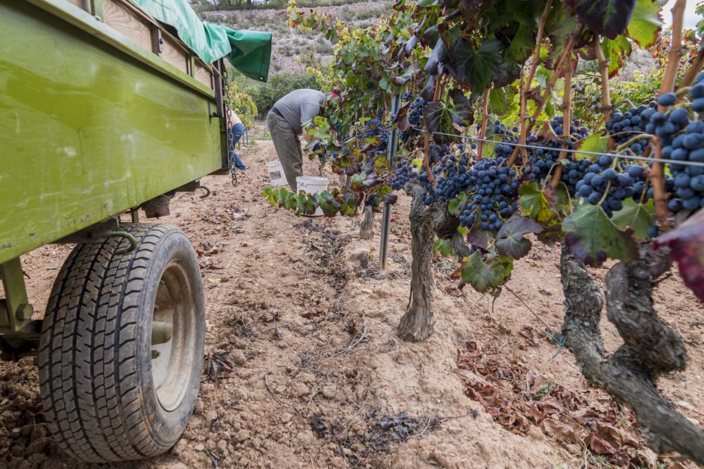 Hand picking of red grapes during harvesting season at Priorat wine making region