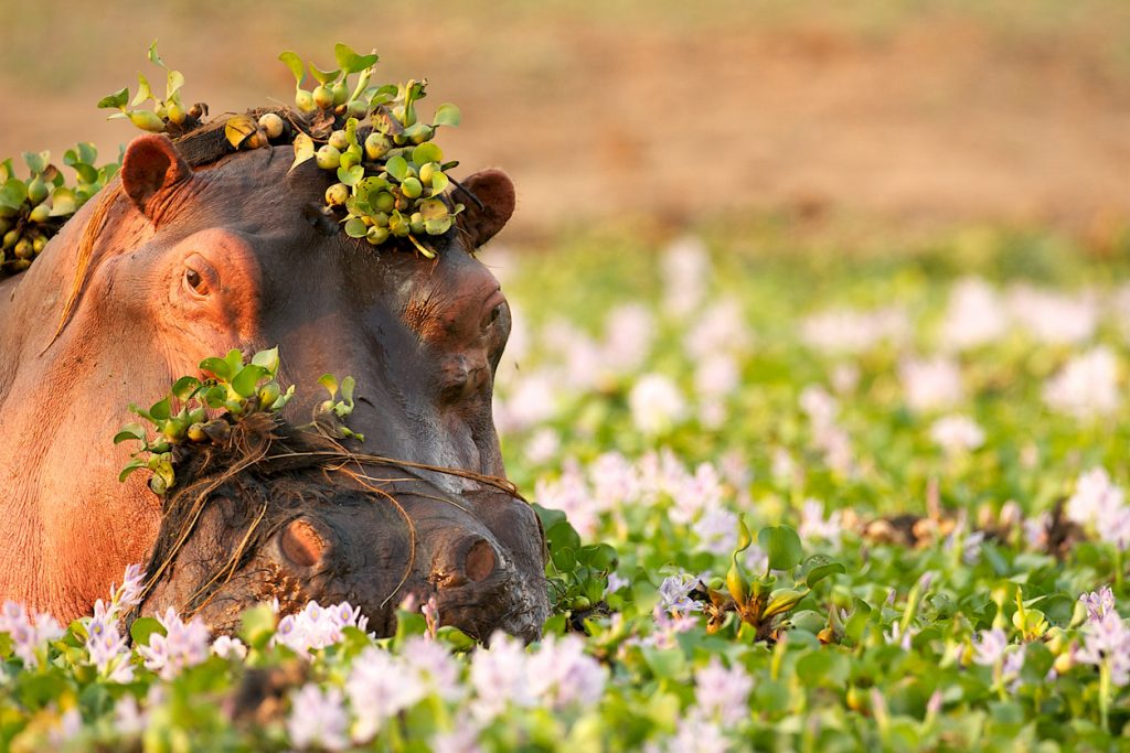 Hippopotamus in the Zambezi